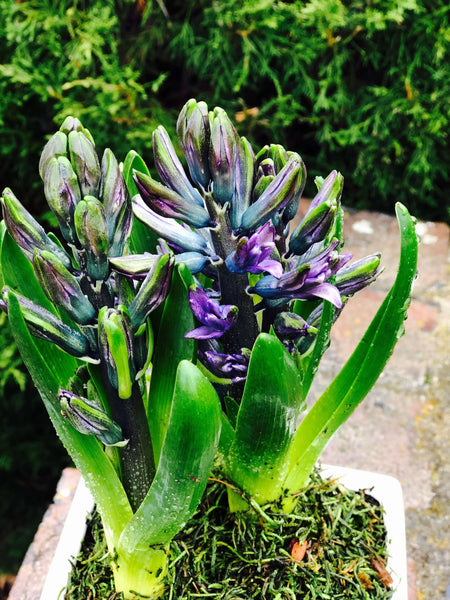 Hyacinths-One of a Kind